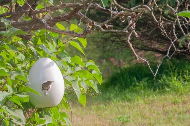 wren at entry of white ceramic Egg bird house in tree, J Schatz