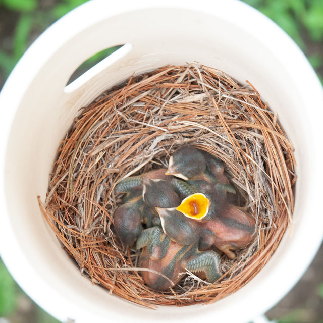 bluebird nestlings inside white ceramic Nut bird house, J Schatz