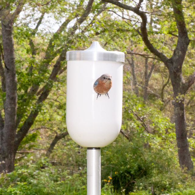 bluebird at entry of white ceramic Nut bird house, J Schatz