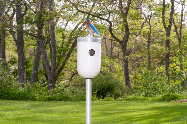 bluebird perched on white ceramic Nut bird house cover, J Schatz