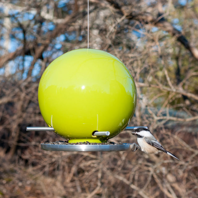 Birds at an Olive ceramic Pop bird feeder, J Schatz