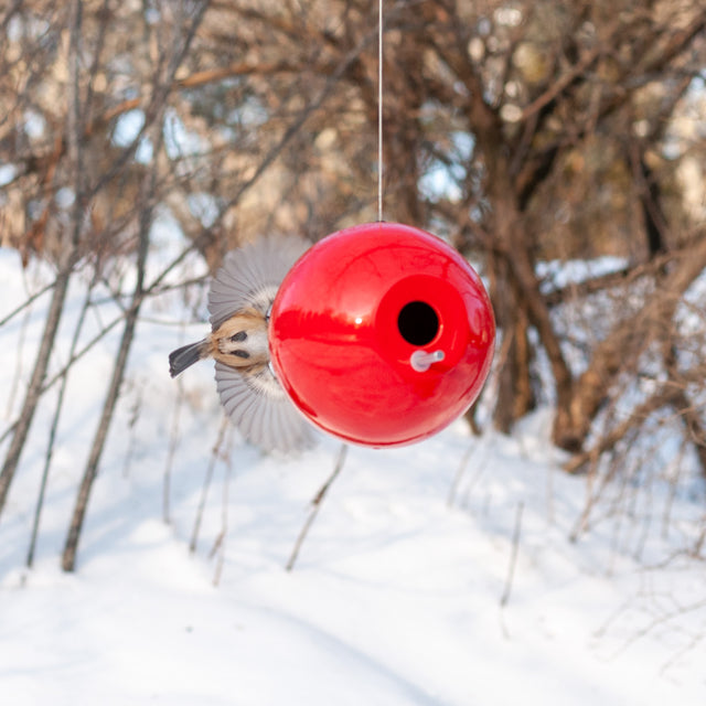 chickadee at red ceramic Pop bird house in winter trees, J Schatz