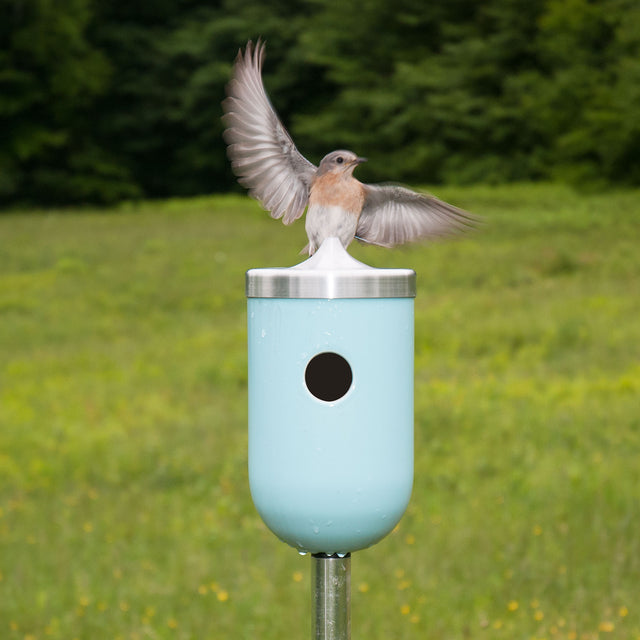 bluebird at entry of light aqua ceramic Nut bird house, J Schatz