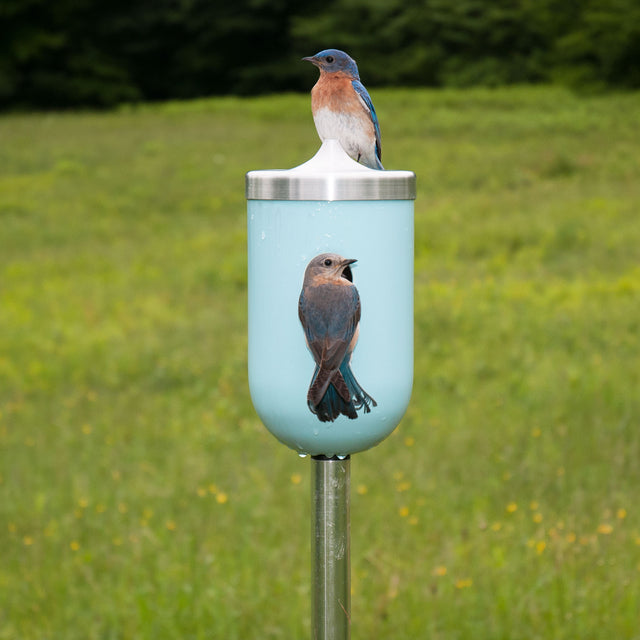 bluebirds at entry of light aqua ceramic Nut bird house, J Schatz