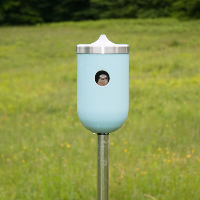 bluebird inside of light aqua ceramic Nut bird house, J Schatz