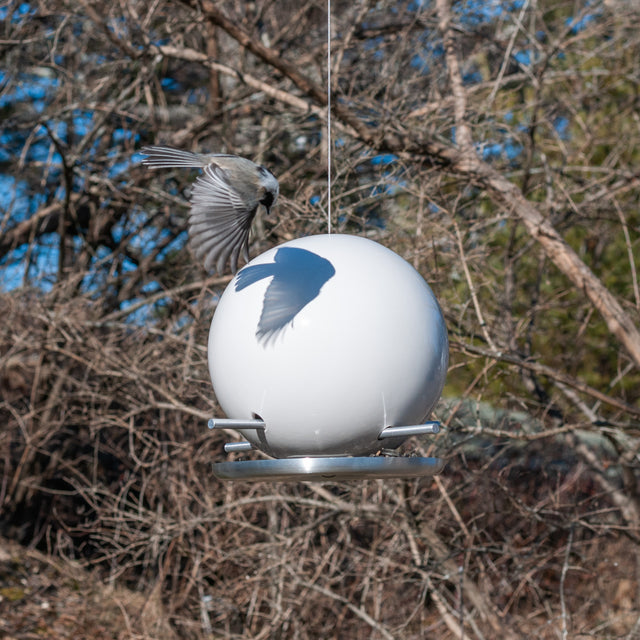 nuthatch feeding at bright white ceramic Pop bird feeder, J Schatz