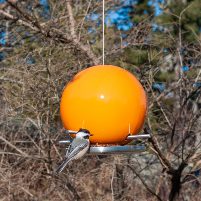 Birds at an Orange Peel ceramic Pop bird feeder, J Schatz