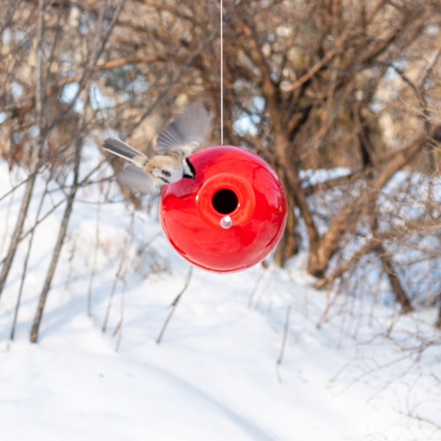 chickadee at red ceramic Pop bird house in winter trees, J Schatz